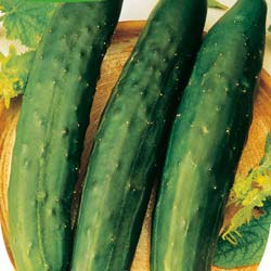 'Long Maraicher' Cucumber